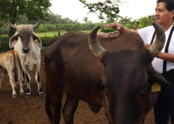 Productores de carne lamentan nuevo cierre de frontera a ganado mexicano por parte de EE.UU.