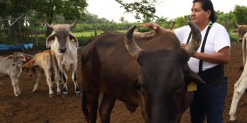Productores de carne lamentan nuevo cierre de frontera a ganado mexicano por parte de EE.UU.