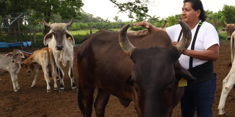 Productores de carne lamentan nuevo cierre de frontera a ganado mexicano por parte de EE.UU.