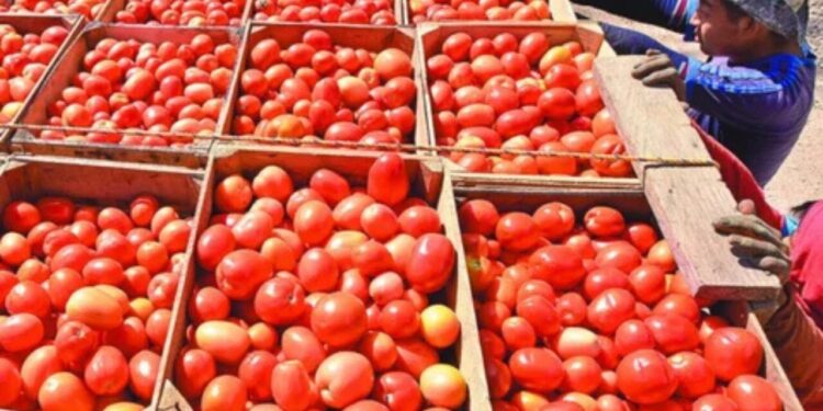Productores de jitomate califican de “resiliente” al sector tras imposición de arancel por parte de EE.UU.