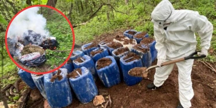 Desmantelan laboratorios clandestinos y aseguran 70 kilos de marihuana en Cosalá y Culiacán