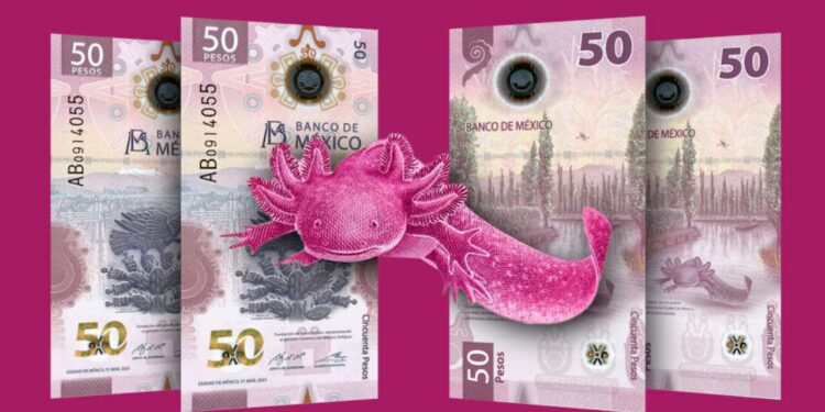 Mexicanos guardan más de 12 millones de pesos en billetes de 50 porque lo consideran “Bonito”