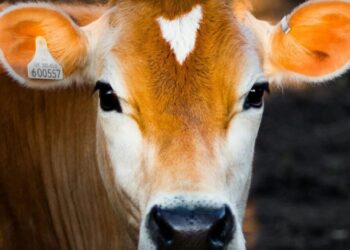 Casos de gusano barrenador en México están a la baja desde junio, afirma Senasica