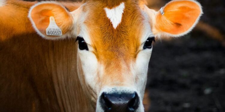 Casos de gusano barrenador en México están a la baja desde junio, afirma Senasica