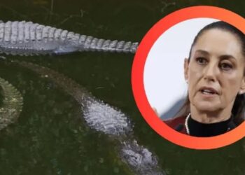 Sheinbaum exigirá que mexicanos detenidos en EE.UU. no pisen ‘ Alligator Alcatraz ‘