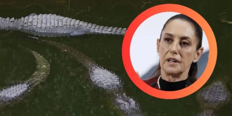 Sheinbaum exigirá que mexicanos detenidos en EE.UU. no pisen ‘ Alligator Alcatraz ‘