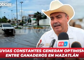 Lluvias constantes generan optimismo entre ganaderos en Mazatlán