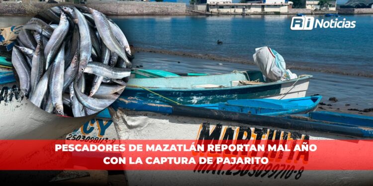 Pescadores de Mazatlán reportan mal año con la captura de pajarito