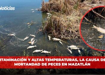 Contaminación y altas temperaturas, la causa de la mortandad de peces en Mazatlán