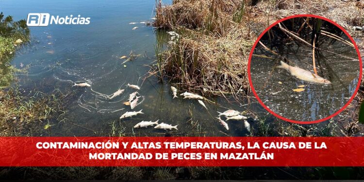Contaminación y altas temperaturas, la causa de la mortandad de peces en Mazatlán