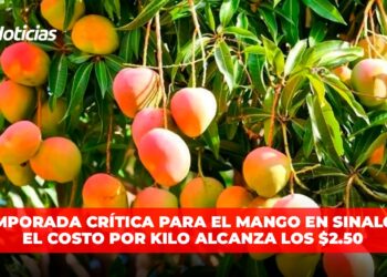 Temporada crítica para el mango en Sinaloa, el costo por kilo alcanza los $2.50
