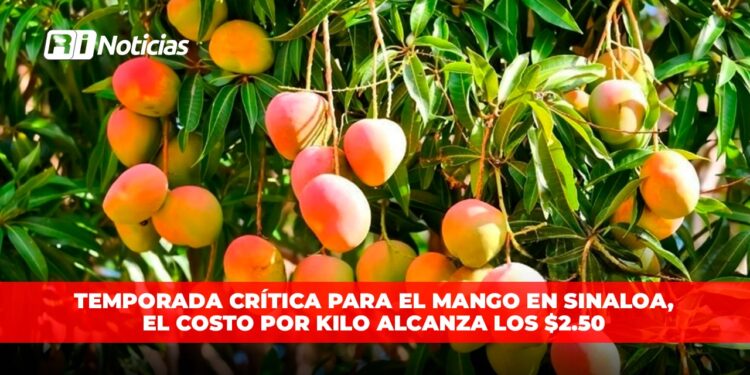 Temporada crítica para el mango en Sinaloa, el costo por kilo alcanza los $2.50