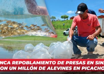 Arranca repoblamiento de presas en Sinaloa con un millón de alevines en Picachos