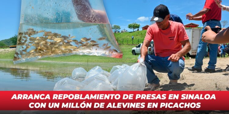 Arranca repoblamiento de presas en Sinaloa con un millón de alevines en Picachos