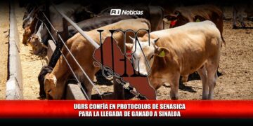 UGRS confía en protocolos de SENASICA para la llegada de ganado a Sinaloa