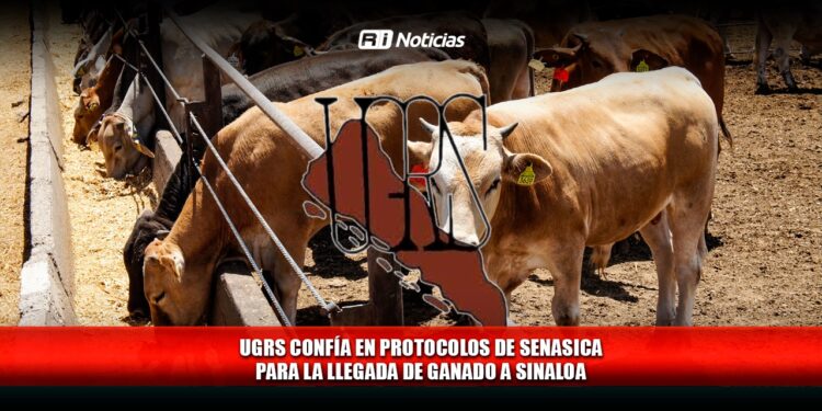 UGRS confía en protocolos de SENASICA para la llegada de ganado a Sinaloa
