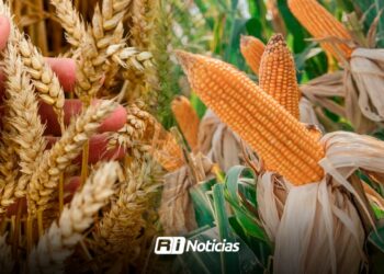 Agrícolas de Sinaloa a la espera de pagos pendientes por comercialización de maíz y trigo