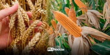 Agrícolas de Sinaloa a la espera de pagos pendientes por comercialización de maíz y trigo