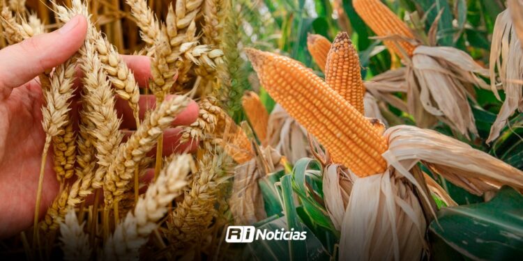 Agrícolas de Sinaloa a la espera de pagos pendientes por comercialización de maíz y trigo