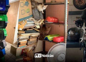 Revisan caso de más de 20 gatos en domicilio particular; los animales no presentan maltrato