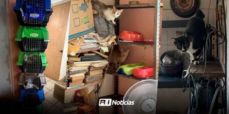 Revisan caso de más de 20 gatos en domicilio particular; los animales no presentan maltrato