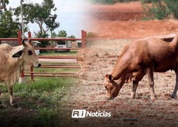 A pesar de que no ha llovido, Mazatlán no registra nuevos casos de muerte de ganado