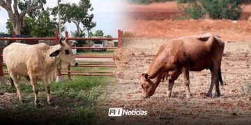 A pesar de que no ha llovido, Mazatlán no registra nuevos casos de muerte de ganado