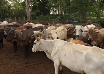 México ha interceptado 32 cargamentos de ganado con gusano barrenador desde noviembre