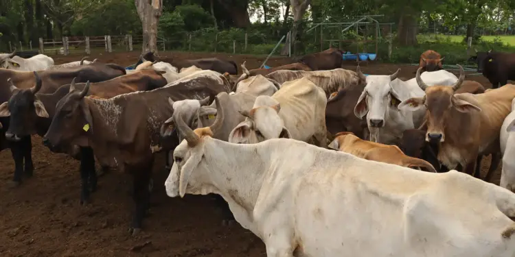 México ha interceptado 32 cargamentos de ganado con gusano barrenador desde noviembre