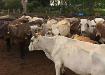 Distribuidores de ganado proponen 10 acciones ante impacto económico por cierre de frontera