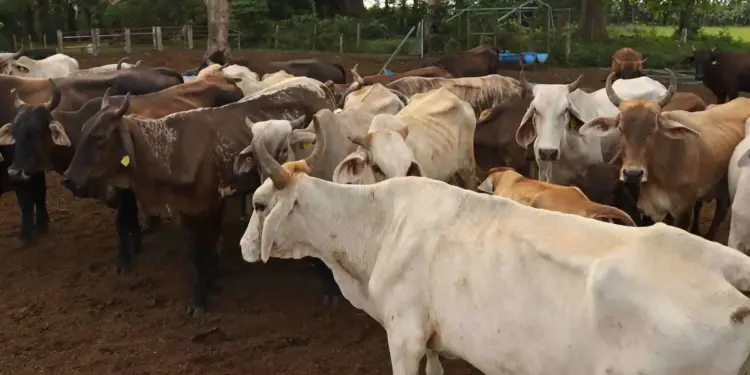 Distribuidores de ganado proponen 10 acciones ante impacto económico por cierre de frontera