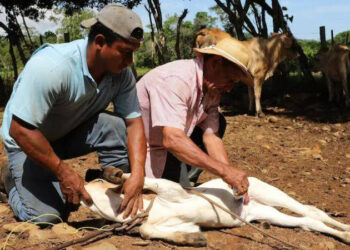 Atienden 20 nuevos casos de gusano barrenador en este estado