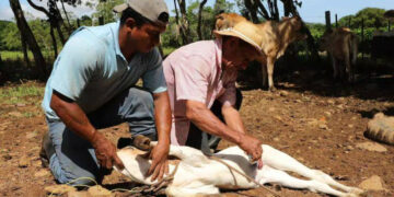 Atienden 20 nuevos casos de gusano barrenador en este estado