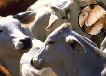 Estados Unidos instalará planta de mosca estéril en México