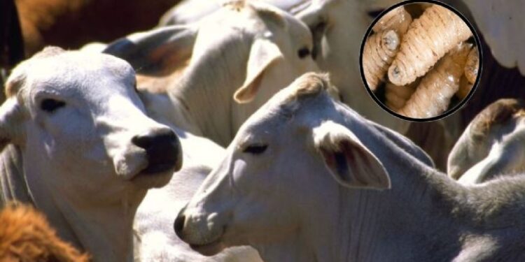 Estados Unidos instalará planta de mosca estéril en México