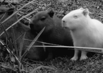 Asesinan al capibara albino que conquistó los corazones de los cibernautas