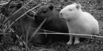 Asesinan al capibara albino que conquistó los corazones de los cibernautas