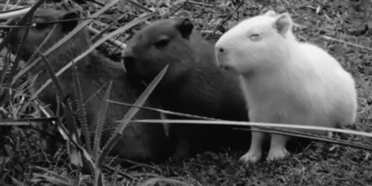 Asesinan al capibara albino que conquistó los corazones de los cibernautas