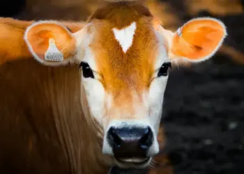 Sheinbaum busca acelerar reapertura de frontera para el ganado mexicano tras primer acuerdo con EE.UU.