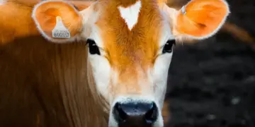 Sheinbaum busca acelerar reapertura de frontera para el ganado mexicano tras primer acuerdo con EE.UU.