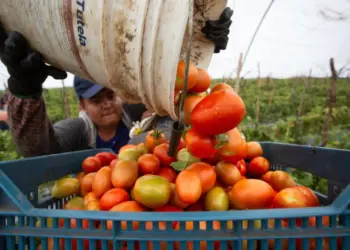 “Estamos en desacuerdo, seguiremos peleando”: Sheinbaum rechaza arancel al jitomate mexicano en EE.UU.