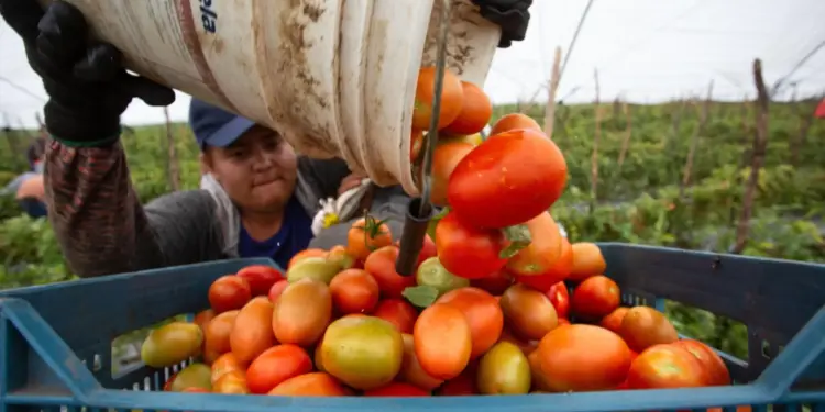 “Estamos en desacuerdo, seguiremos peleando”: Sheinbaum rechaza arancel al jitomate mexicano en EE.UU.