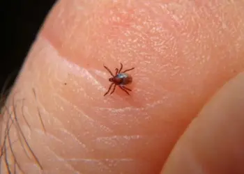 Suman 40 muertes por Rickettsia: ¿qué es y cómo se contagia la Rickettsiosis?