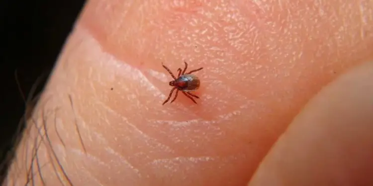 Suman 40 muertes por Rickettsia: ¿qué es y cómo se contagia la Rickettsiosis?