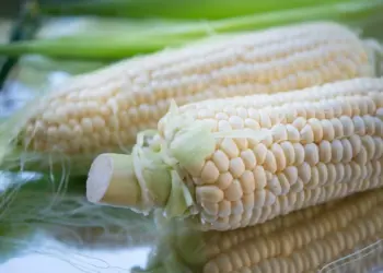 México garantiza “abasto nacional” de maíz blanco para 2025