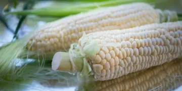 México garantiza “abasto nacional” de maíz blanco para 2025