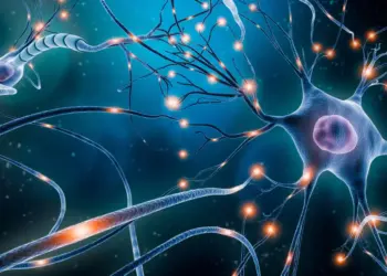 El cerebro forma neuronas nuevas toda la vida, sostiene estudio