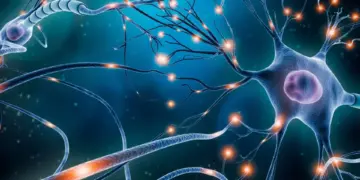 El cerebro forma neuronas nuevas toda la vida, sostiene estudio