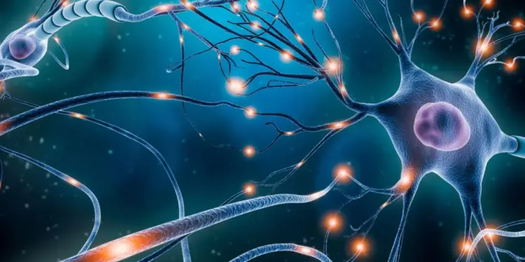 El cerebro forma neuronas nuevas toda la vida, sostiene estudio