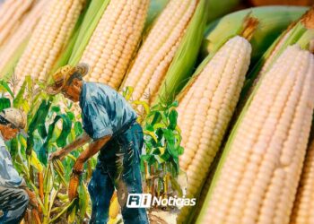 Aseguran autosuficiencia en maíz blanco para 2025: AGRICULTURA